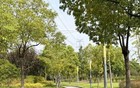 热热热！台风“杨柳”将影响我国，能让上海降温吗？