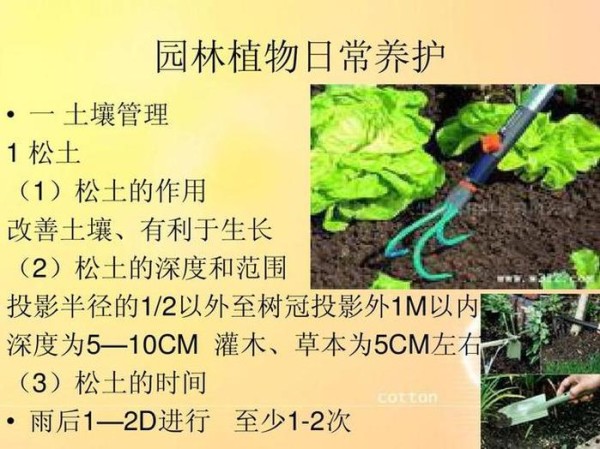 植物养护知识手册图片 绿化养护手册