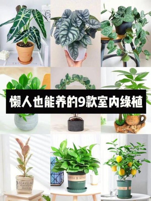 室内植物养护知识 技巧有哪些 - 室内绿植养护注意事项