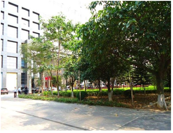 市政园林工程绿化植物养护的基础知识汇总