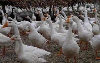鹅当宠物：养鹅的注意事项？初养鹅必备指南