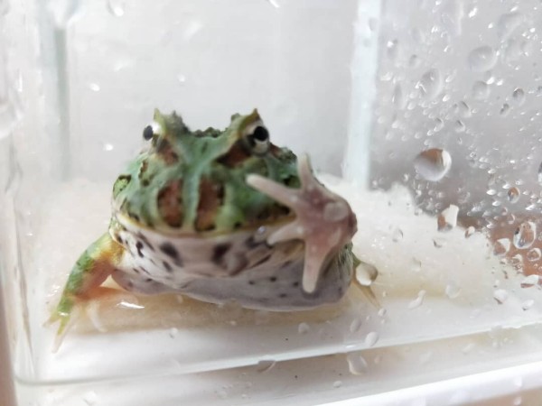 宠物蛙饲养指南:从环境布置到食物选择