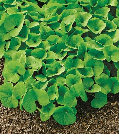 Green foliage of Asarum canadensis.