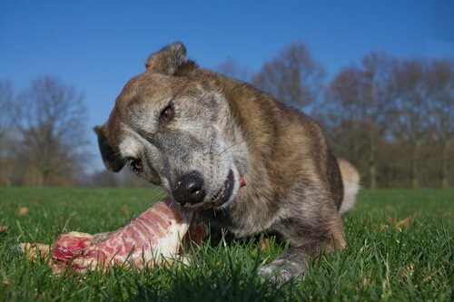 O cachorro e o pedaço de carne