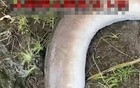 暴雨后鱼群现！广东老乡注意：这几种“值钱鱼”碰不得