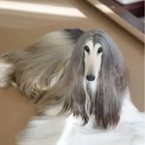 阿富汗猎犬到底多少钱一只？