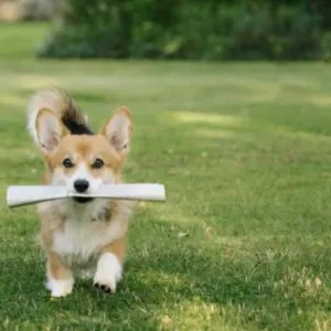 柯基犬为什么要断尾？不断尾不可以吗？