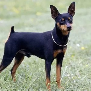 小鹿犬优缺点全解析！一文看懂！