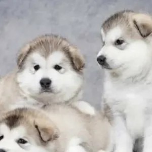 狗狗能吃石榴籽吗？答案在这里！