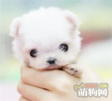 饲养宠物狗你要知道的几点小常识