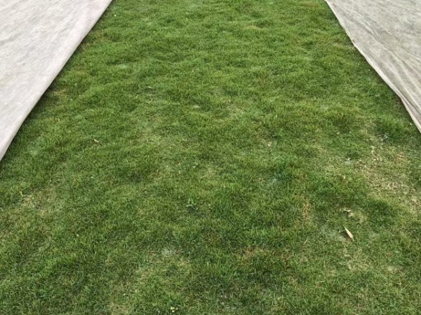 成都公园草坪种植基地,草坪