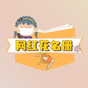 网红花名册的个人主页