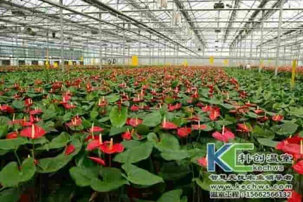 园艺花卉种植知识入门教程；种植花卉的方法和步骤