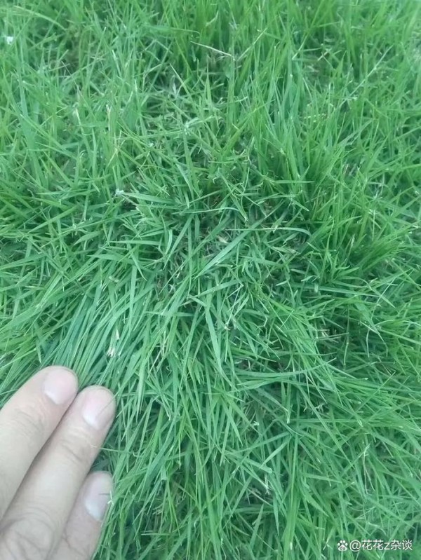草坪种子什么时候种最好，判断土壤是否适合种植的六大核心指标