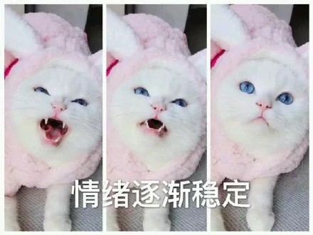 情绪逐渐稳定（猫咪）_猫咪_情绪_稳定_逐渐表情