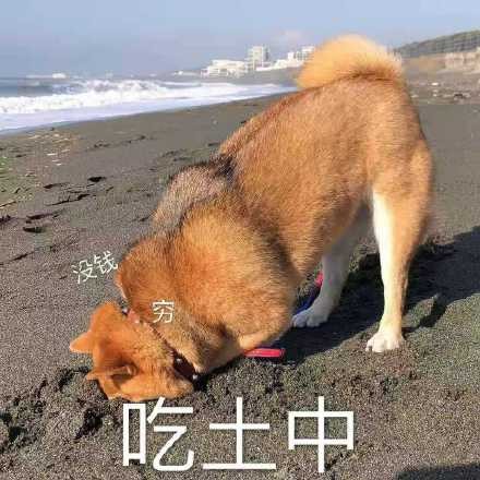 没钱 穷 汪星人吃土重_土重_汪星人_没钱表情