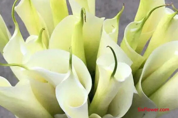 代表积极与乐观的花有哪些？