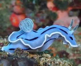 宠物海兔：萌宠界的新宠？养护技巧和海兔宠物用品推荐