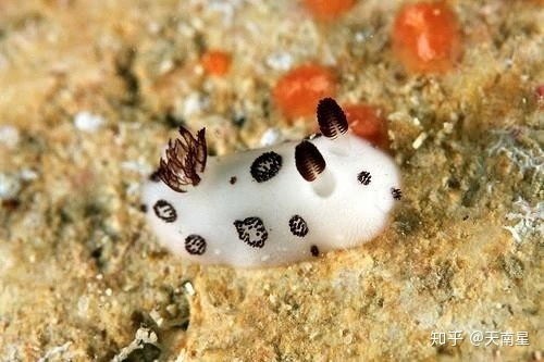 宠物海兔：萌宠界的新宠？养护技巧和海兔宠物用品推荐