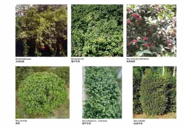 50种常见园林树木；常见绿化灌木图谱