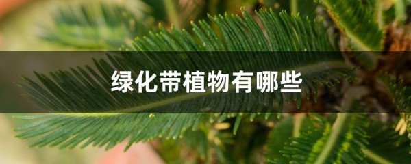 绿化带植物有哪些