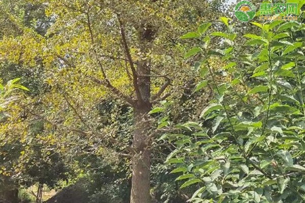 绿化树品种大全