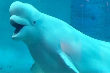 小朋友的休闲三亚游:夜晚空无一人的水族馆