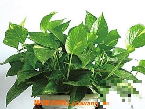 最适合家中养的十大植物