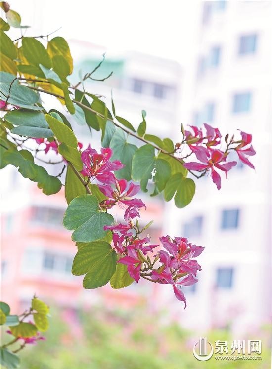 一路常绿 四季有花！泉州市区常用绿化植物400多种