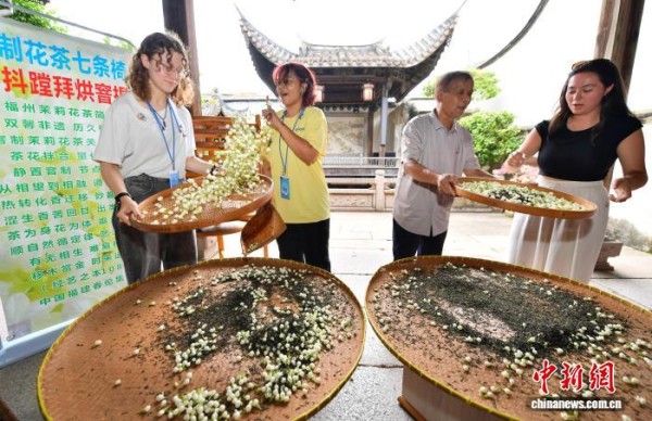 外国大学生福州体验茉莉花茶窨制技艺