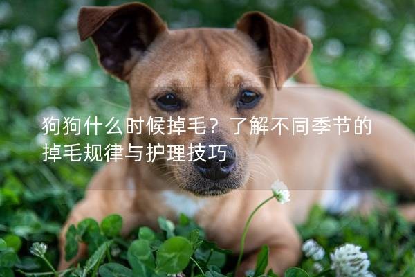 狗狗什么时候掉毛？了解不同季节的掉毛规律与护理技巧