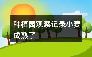 种植园观察记录：小麦成熟了