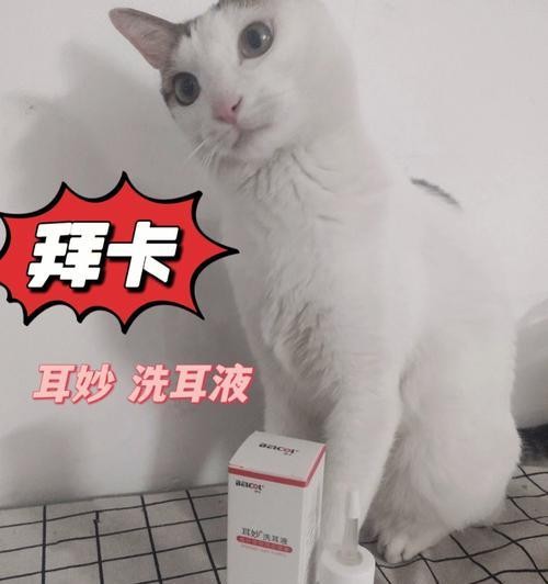 宠物护理必备（从喂食到保洁，关爱宠物从每个细节开始）