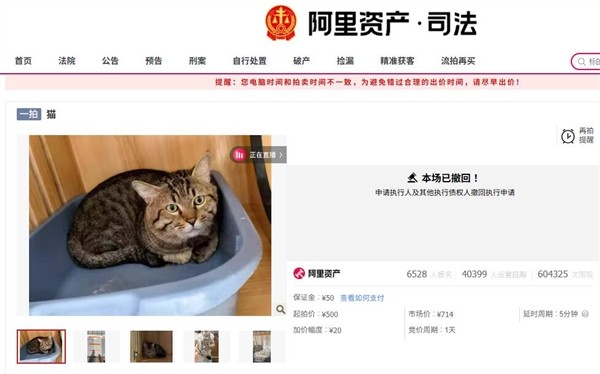 3岁网红狸花猫被撤销拍卖 已被爱猫人士领走