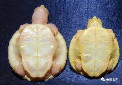 白化巴西龟的饮食搭配建议（白化巴西龟的饮食搭配） 观赏鱼市场（混养鱼） 第5张