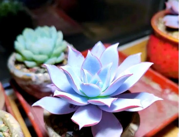 多肉广寒宫的养殖方法与养护要点（简单易学的养殖技巧，打造华丽多肉园）