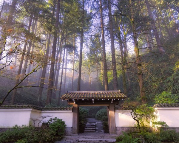 japanese style gate surrounded by fir trees