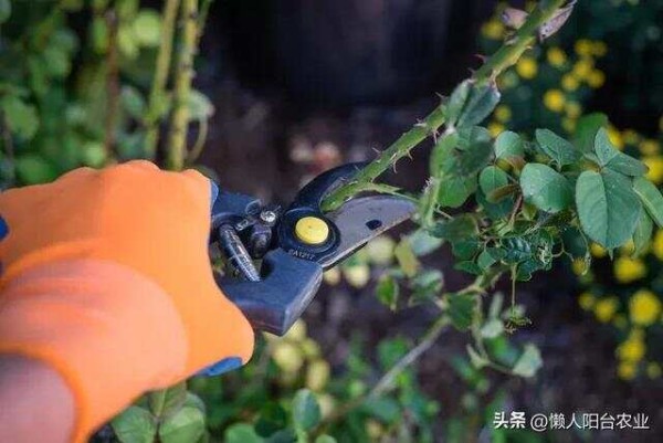 文章图片1