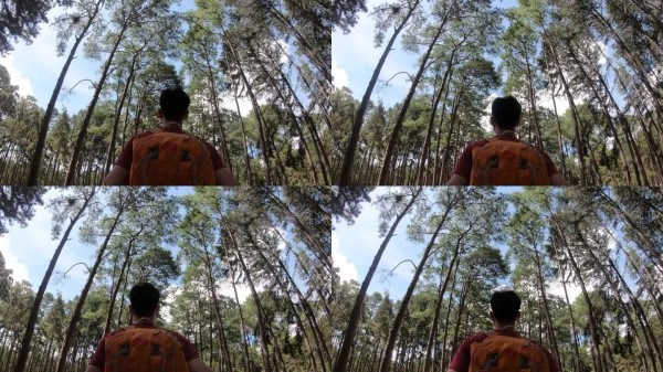 寂静森林中的徒步旅行者。旅行者探索荒野地区