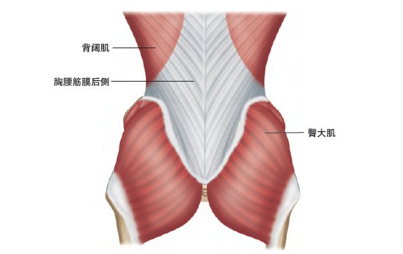 4个动作强健臀肌,赶快连起来!