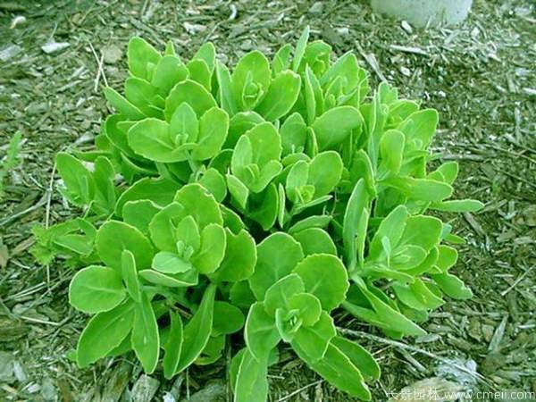 路边绿化用草本植物有哪些