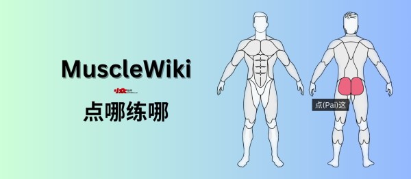 MuscleWiki - 点哪练哪,免费视频健身指南