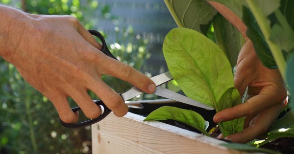 Cuándo sembrar espinaca y cuánto tarda en crecer