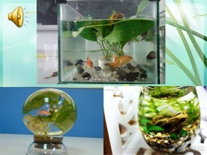 《第3节 生态系统的自我调节》PPT课件(江苏省县级优课).ppt