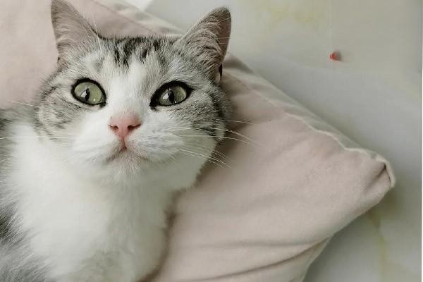 饲养猫咪需要准备什么？