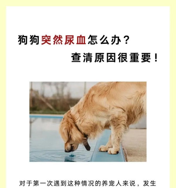 狗狗拉血的原因及处理方法（探索狗狗拉血的原因与治疗方法，保护宠物的健康）