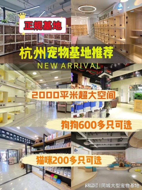 杭州哪里有便宜的猫狗市场?这里专业安全可亲自挑选宠物