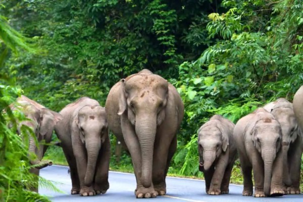 Elephant heard walking down the road