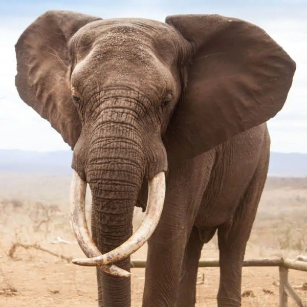 African elephant