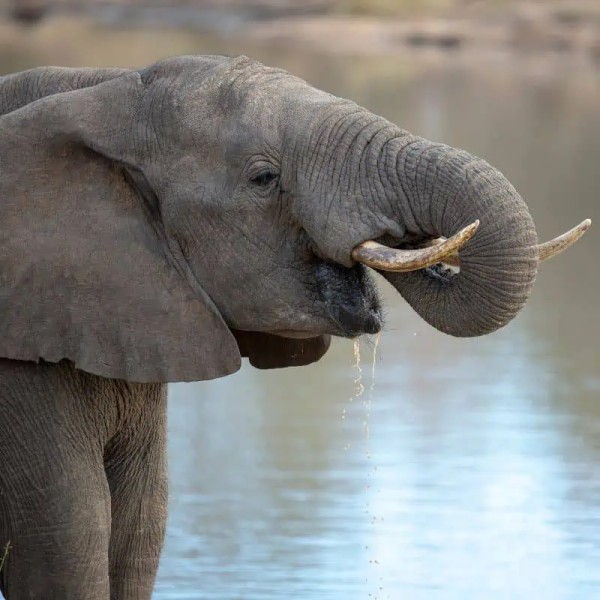 Elephant drinking water close up